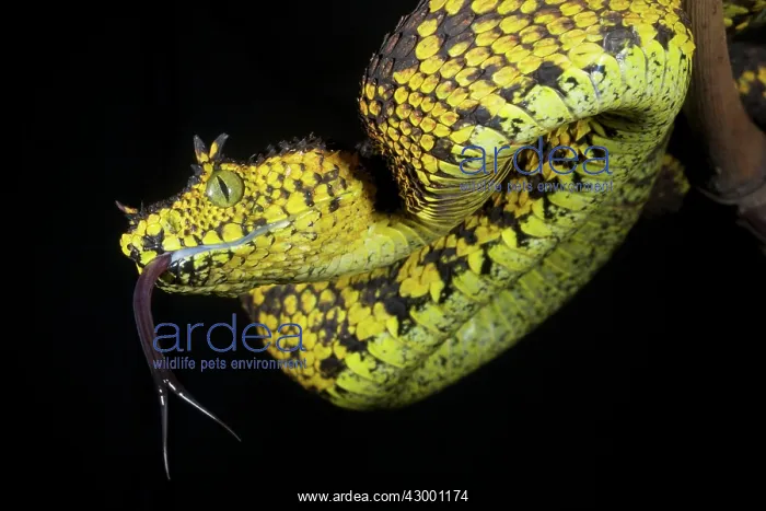  : Matilda's Horned Viper