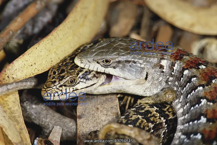 : Mating Alligator Lizards : Mating Alligator Lizards