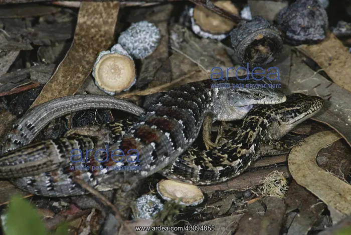 : Mating Alligator Lizards : Mating Alligator Lizards