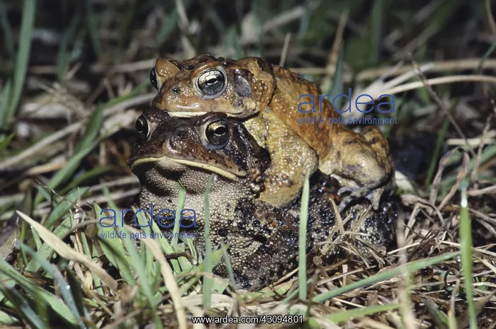 : Mating American Toads : Mating American Toads