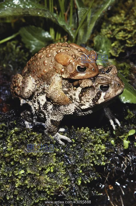 : Mating American Toads : Mating American Toads