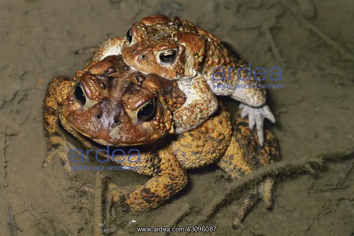  : Mating American Toads
