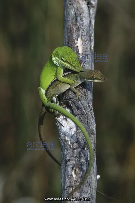 : Mating Anoles : Mating Anoles