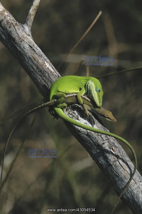: Mating Anoles : Mating Anoles