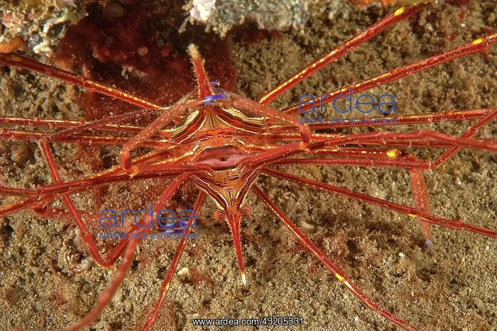 : Mating Arrow Crab (Stenorhynchus lanceolatus), Eastern : Mating Arrow Crab (Stenorhynchus lanceolatus), Eastern