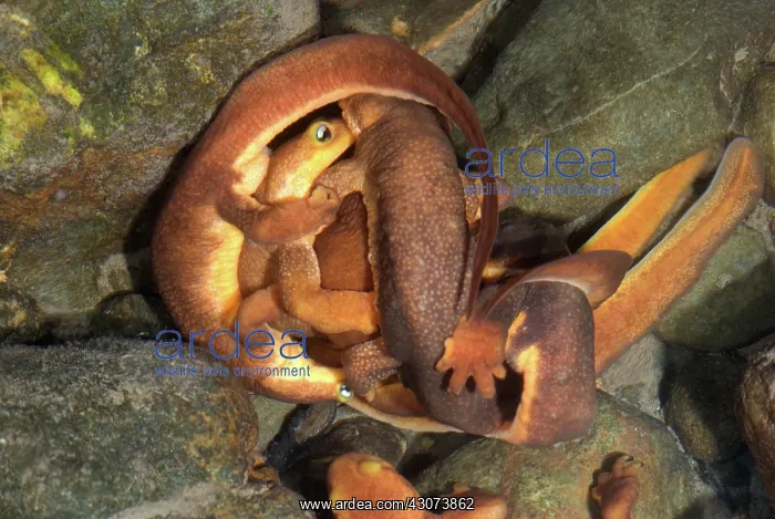 : Mating Ball of Coast Range Newts : Mating Ball of Coast Range Newts