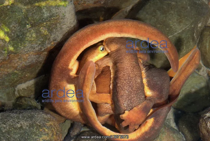 : Mating Ball of Coast Range Newts : Mating Ball of Coast Range Newts