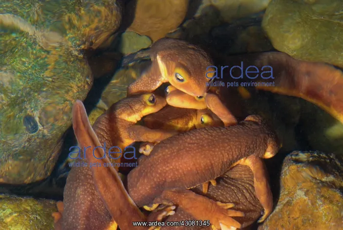 : Mating Ball of Coast Range Newts : Mating Ball of Coast Range Newts