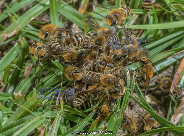 : Mating ball of mainly male Ivy bees, Colletes he : Mating ball of mainly male Ivy bees, Colletes he