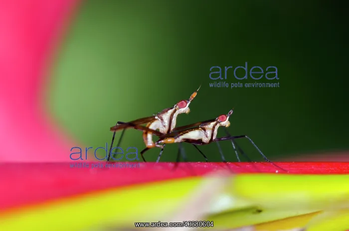 : Mating Banana-stalk Flies : Mating Banana-stalk Flies