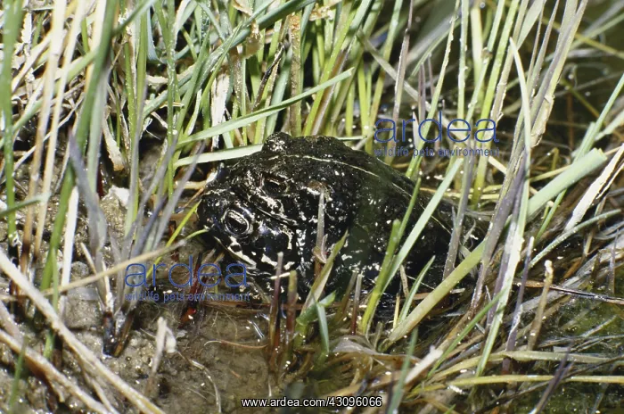 : Mating Black Toads : Mating Black Toads