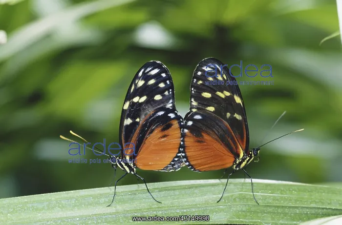 : Mating Butterflies : Mating Butterflies