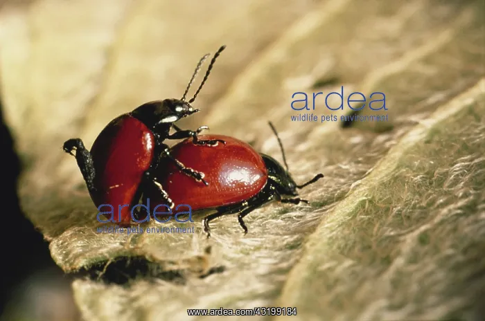 : Mating Chrysomelid Beetles : Mating Chrysomelid Beetles