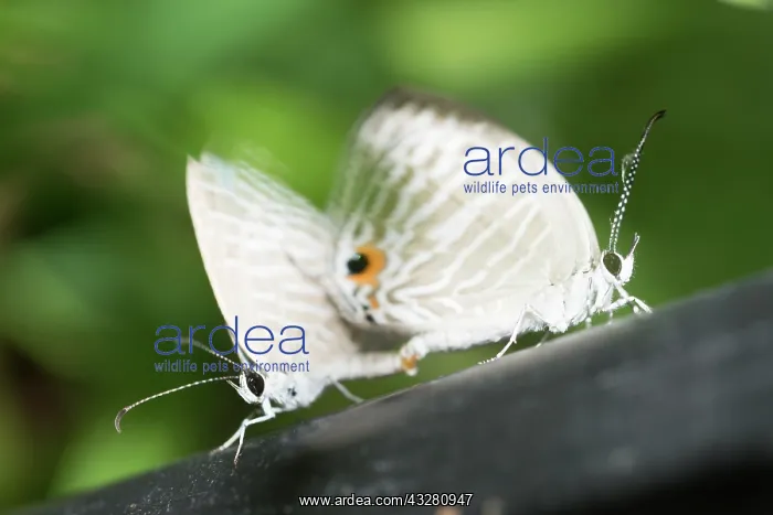 : Mating Common Caerulean Butterflies - Klungkung : Mating Common Caerulean Butterflies - Klungkung
