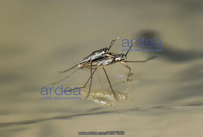 : Mating of Common pond skater (Gerridae), animal : Mating of Common pond skater (Gerridae), animal
