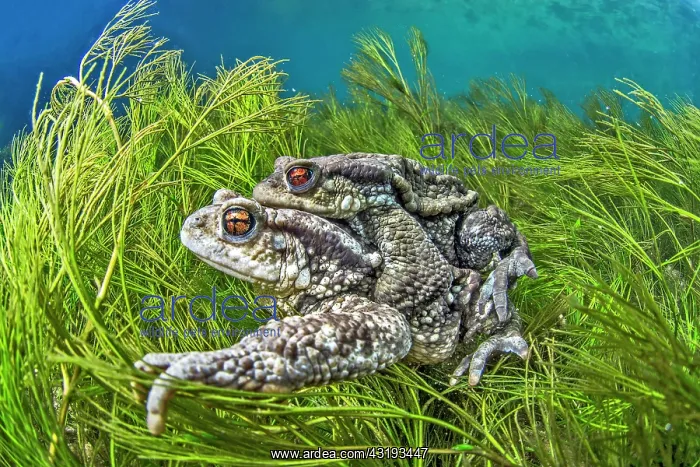 : Mating Common toads (Bufo bufo) in the river BuA ges : Mating Common toads (Bufo bufo) in the river BuA ges