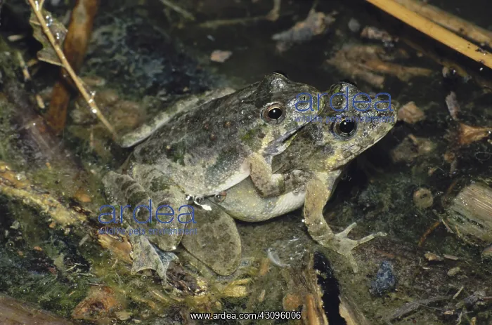 : Mating Cricket Frogs : Mating Cricket Frogs