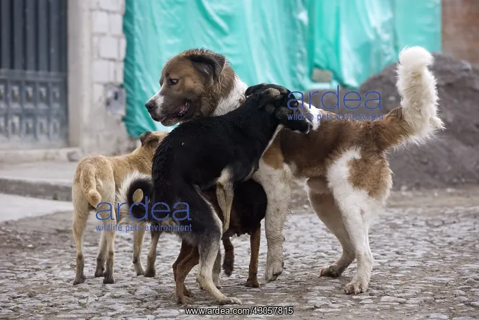 : Mating of Dogs in the street Otavalo Ecuador : Mating of Dogs in the street Otavalo Ecuador