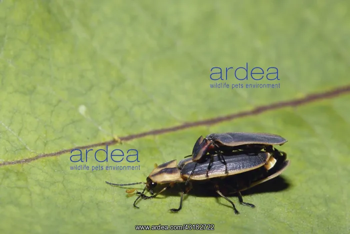 : Mating Fireflies : Mating Fireflies