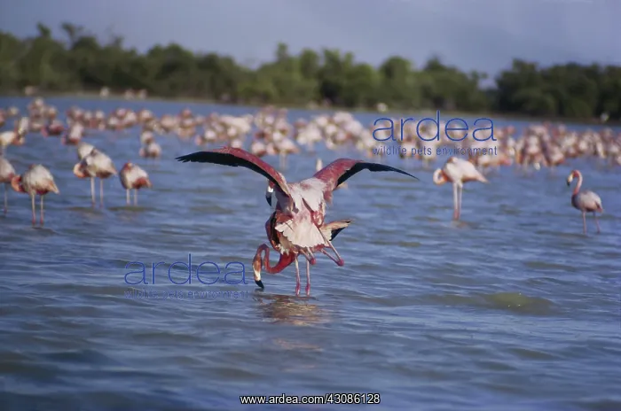 : Mating Flamingos : Mating Flamingos
