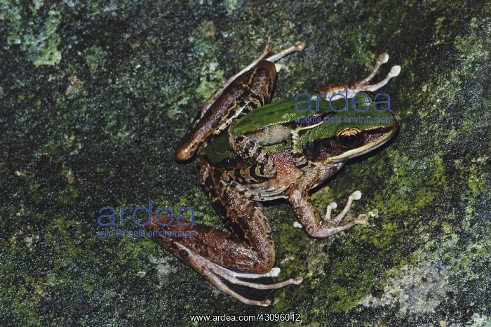 : Mating Frogs : Mating Frogs