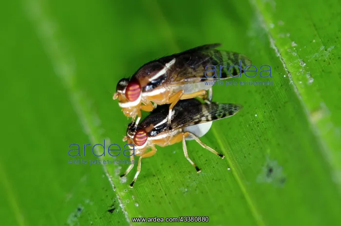 : Mating Fruit Flies : Mating Fruit Flies