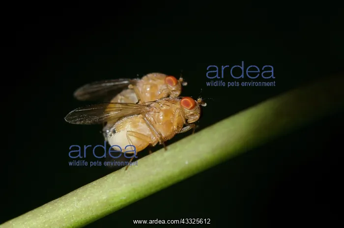 : Mating Fruit Flies on stem - Klungkung, Bali, Indonesia : Mating Fruit Flies on stem - Klungkung, Bali, Indonesia
