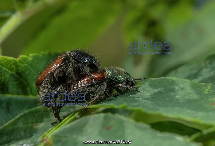 : Mating Garden chafers, Phyllopertha horticola on : Mating Garden chafers, Phyllopertha horticola on