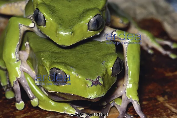 : Mating Giant Leaf Frogs : Mating Giant Leaf Frogs