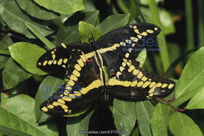 : Mating Giant Swallowtails : Mating Giant Swallowtails