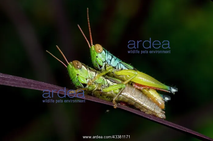 : Mating Grasshoppers : Mating Grasshoppers