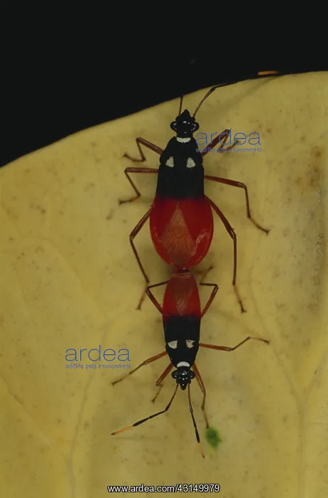 : Mating Harlequin Bugs : Mating Harlequin Bugs