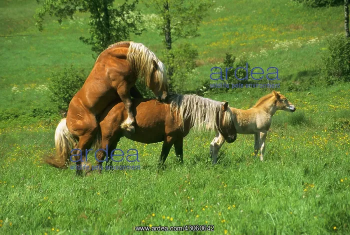 : Mating Horse Comtois Massif Mezenc France : Mating Horse Comtois Massif Mezenc France