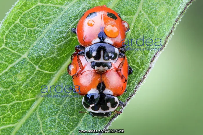 : Two mating ladybugs with drops of tew on their bodies : Two mating ladybugs with drops of tew on their bodies
