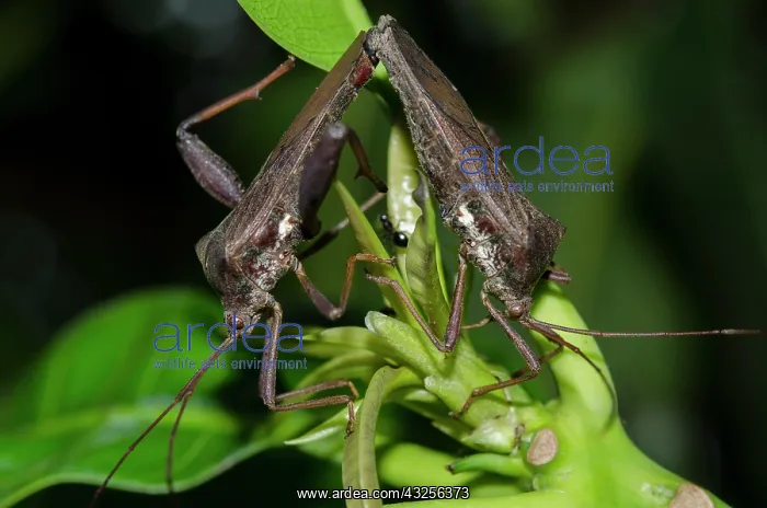 : Mating Leaf-footed Bug - Klungkung, Bali, Indonesia : Mating Leaf-footed Bug - Klungkung, Bali, Indonesia