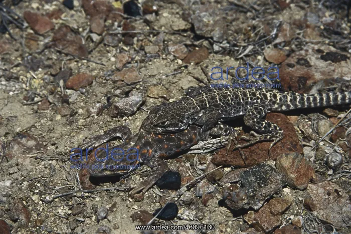  : Mating Leopard Lizards