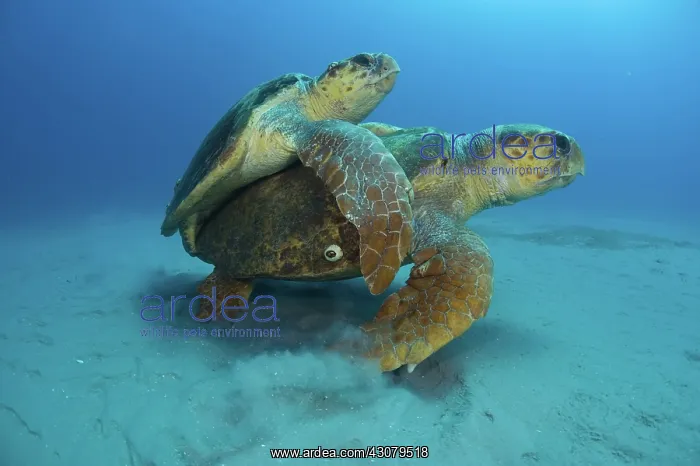 : Mating Loggerhead Turtles : Mating Loggerhead Turtles