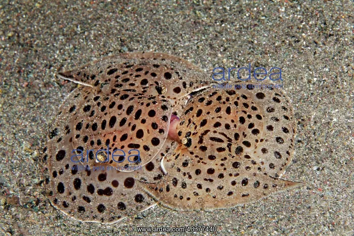 : Mating marine snail (Euselenops luniceps), (Pleurobranchidae : Mating marine snail (Euselenops luniceps), (Pleurobranchidae