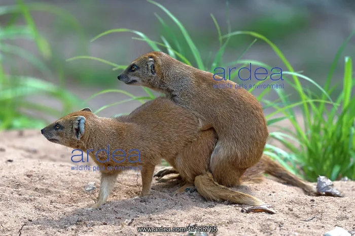: Mating Mongooses (Helogals), Nuremberg Zoo, Middle : Mating Mongooses (Helogals), Nuremberg Zoo, Middle
