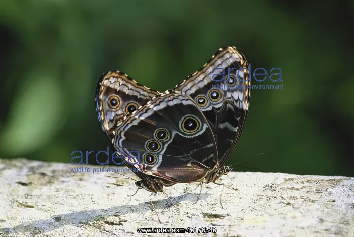 : Mating Morpho Butterflies : Mating Morpho Butterflies