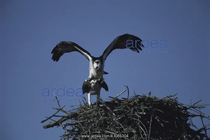 : Mating Ospreys : Mating Ospreys