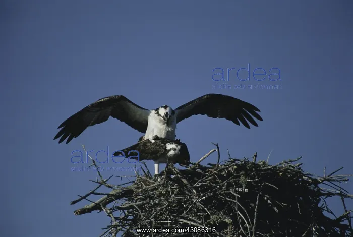 : Mating Ospreys : Mating Ospreys