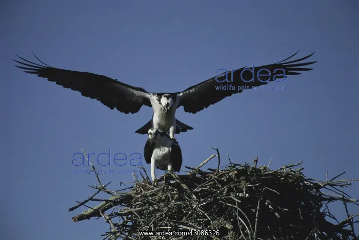 : Mating Ospreys : Mating Ospreys