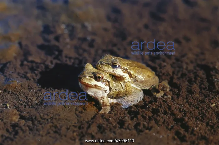 : Mating Pacific Chorus Frogs : Mating Pacific Chorus Frogs