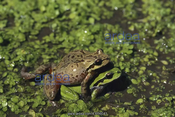 : Mating Pacific Tree Frogs : Mating Pacific Tree Frogs