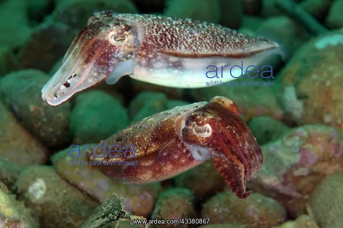 : Mating pair of Broadclub Cuttlefish : Mating pair of Broadclub Cuttlefish