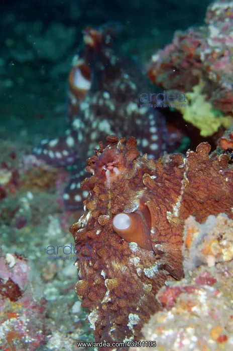: Mating pair of Day Octopuses - Jetty dive site : Mating pair of Day Octopuses - Jetty dive site