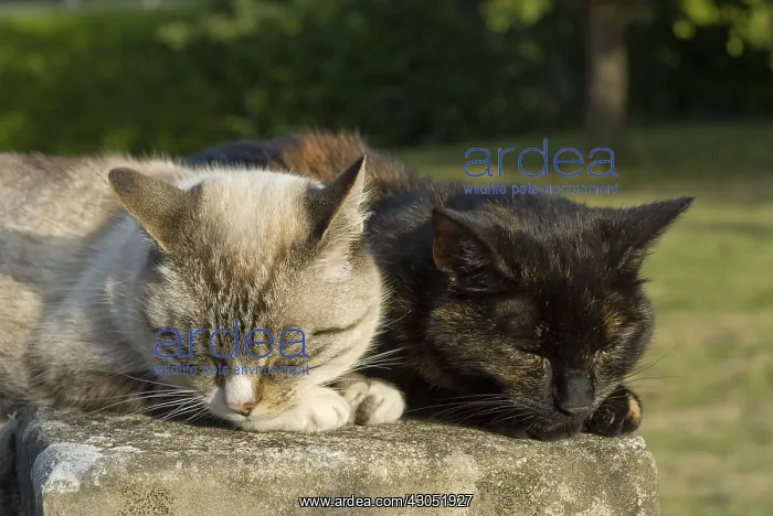 : Mating pair of European cats sleeping next to each other