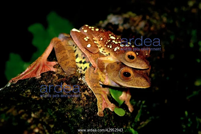 : A mating pair of Harlequin Tree Frogs on a log : A mating pair of Harlequin Tree Frogs on a log