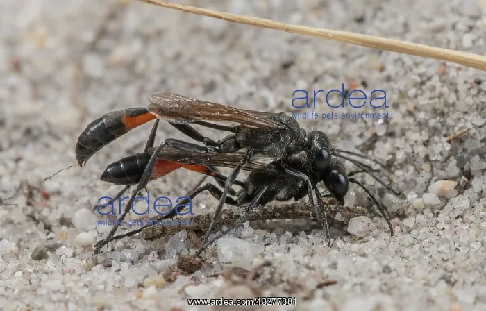 : Mating pair of Heath Sand Wasps, Ammophila pubescens : Mating pair of Heath Sand Wasps, Ammophila pubescens